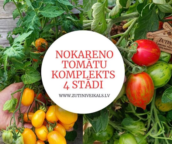 Nokareno tomātu komplekts ( 4 stādi) AR IEKĻATU SŪTĪŠANU